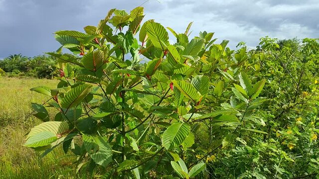 Kratom tree