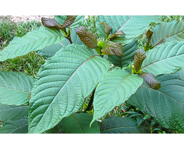 Are Kratom and Tianeptine the Same Thing?